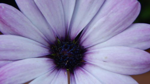 Close-up of purple flower