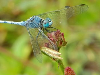 Close-up of dragonfly on flower