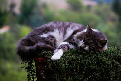 Close-up of cat in a pot