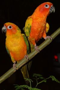 Close-up of parrot perching on branch