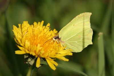 Close-up of butterfly pollinating on yellow flower