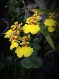 Close-up of yellow flower