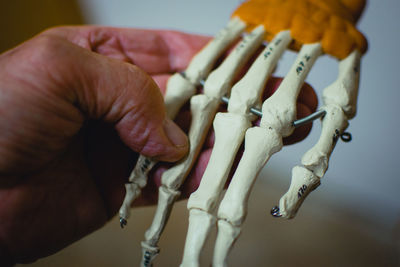 Close-up of man holding skeleton