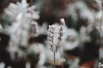 Close-up of frozen plant