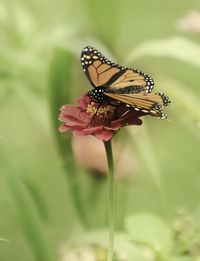 Close-up of monarch butterfly on pink flower