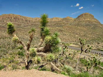 Scenic view of desert against sky