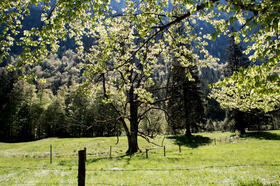 Trees on grassy field