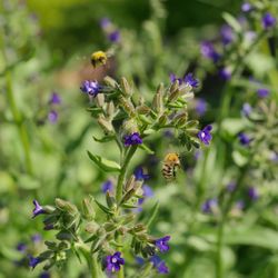 Bee pollinating on purple flower