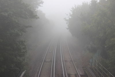 View of forest in foggy weather