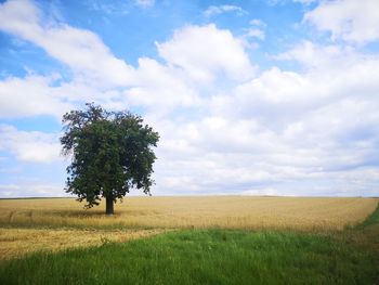 Tree on field against sky