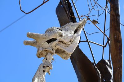 View of animal skeleton and sparrow perching on metal wire