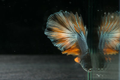 Close-up of fish swimming in sea