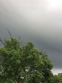 Low angle view of tree against sky