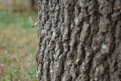 Close-up of lizard on tree trunk