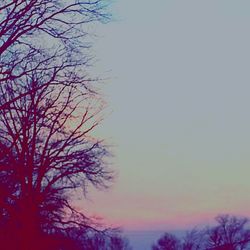 Low angle view of bare trees against sky