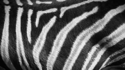 Close-up of zebra