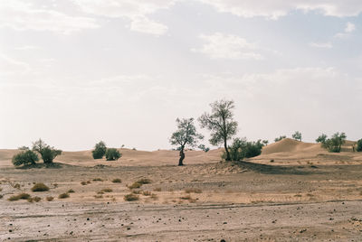 Scenic view of desert against sky