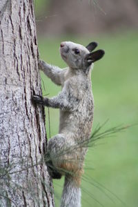 Close-up of squirrel on tree trunk