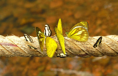 Close-up of butterflies on rope