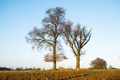 Low angle view of tree on field against clear sky