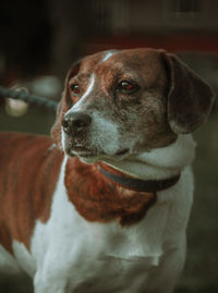 Close-up of dog looking away