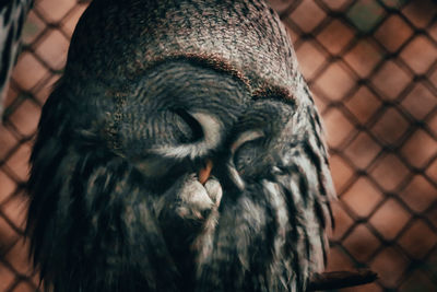 Close-up of owl in cage at zoo
