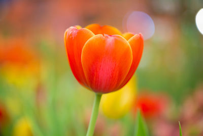 Close-up of orange tulips on field