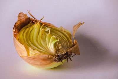 Close-up of wilted plant against white background