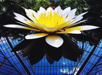 Close-up of yellow flower