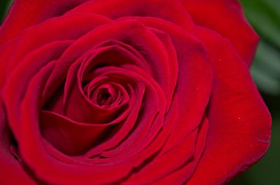 Close-up of red rose