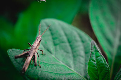 Close-up of grasshopper on leaf