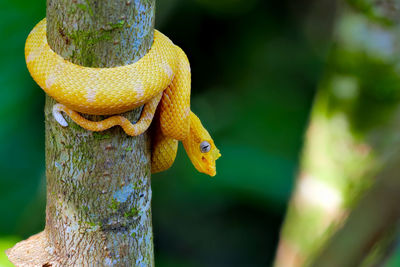 Close-up of a snake wrapped around a branch