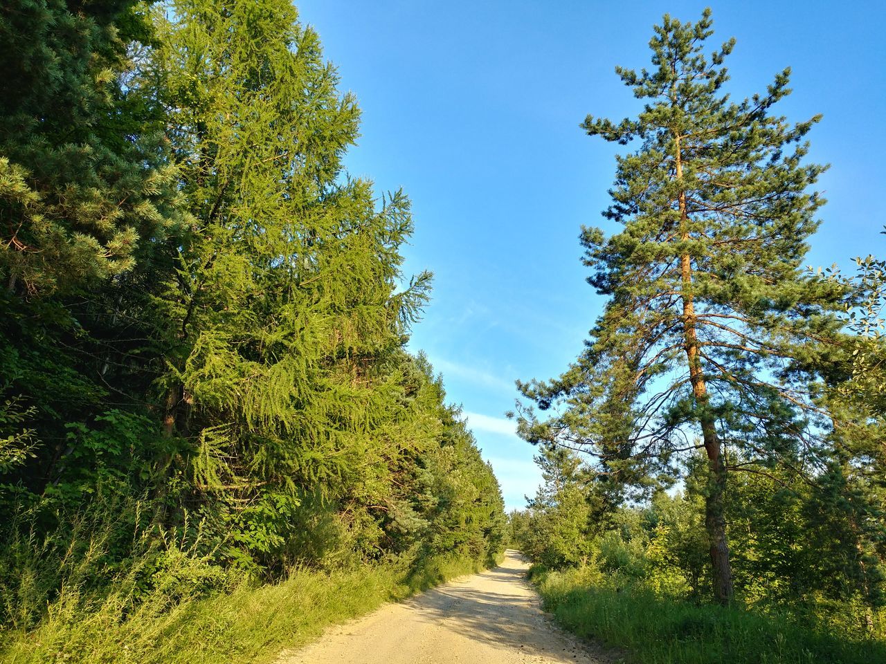 plant, tree, growth, road, direction, the way forward, sky, transportation, beauty in nature, green color, nature, no people, day, tranquility, outdoors, sunlight, tranquil scene, land, footpath, branch, treelined