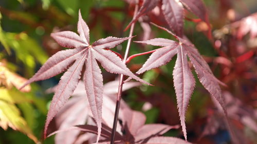 Close-up of wilted plant with red leaves