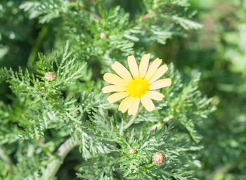 Close-up of yellow flowering plant