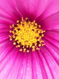 Close-up of pink flower