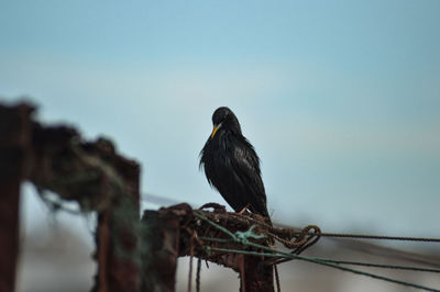 Low angle view of bird perching on wood against sky