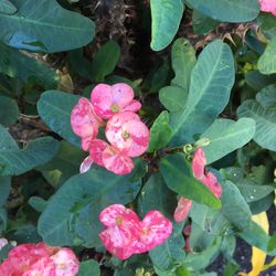 Close-up of wet pink flowers blooming outdoors