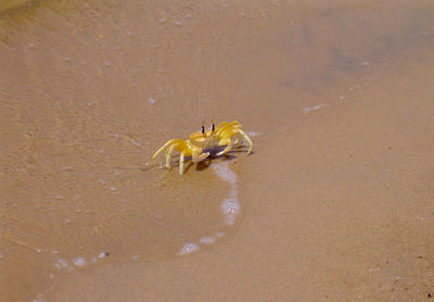 High angle view of insect on beach