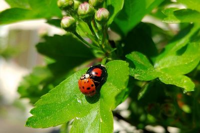 Close-up of ladybug on leaf