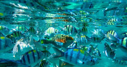 School of fish swimming in sea