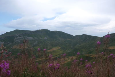 Purple flowering plants on field against sky