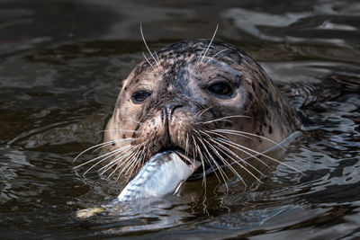 Close-up of seal swimming in lake