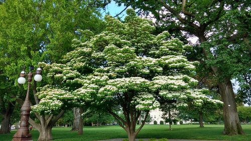 Trees in park