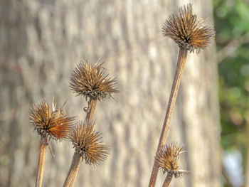 Close-up of dried plant