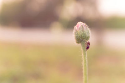 Close-up of flower bud