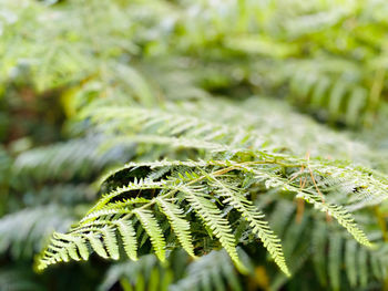Close up of fern