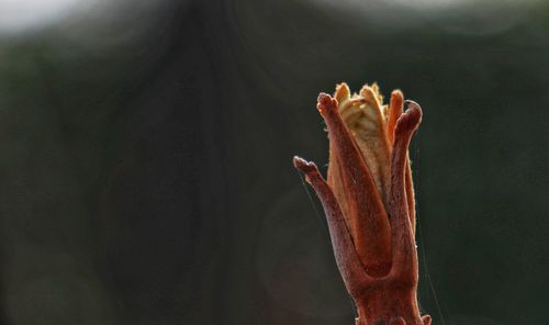 macro photography