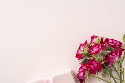 Close-up of pink flower against white background