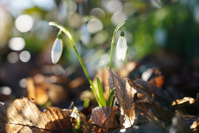 Close-up of plant growing on field